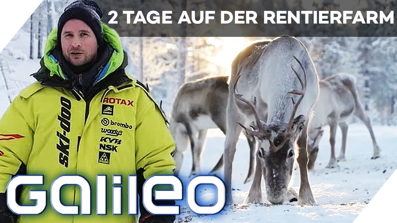 Schwitzen trotz -35&deg;C - Vincent auf der Rentierfarm | Galileo | ProSieben