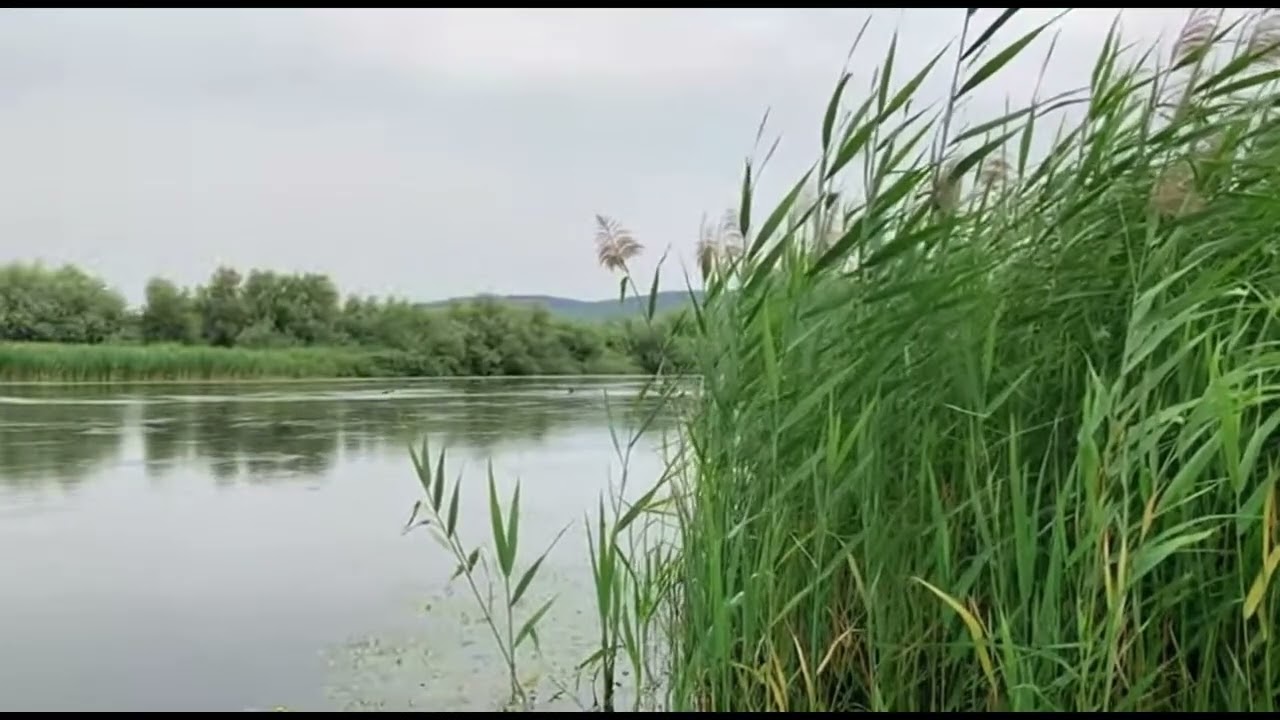 Calming Riverbank Ambience 🌿 Gentle Reeds Swaying | Relax, Study, Sleep