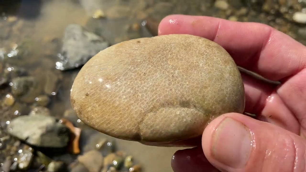 Ohio Rockhounding Fossils/Geodes/Agates