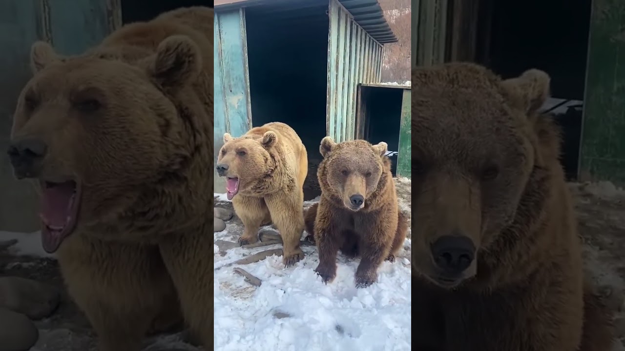 The bear roars 🐻 🔊
