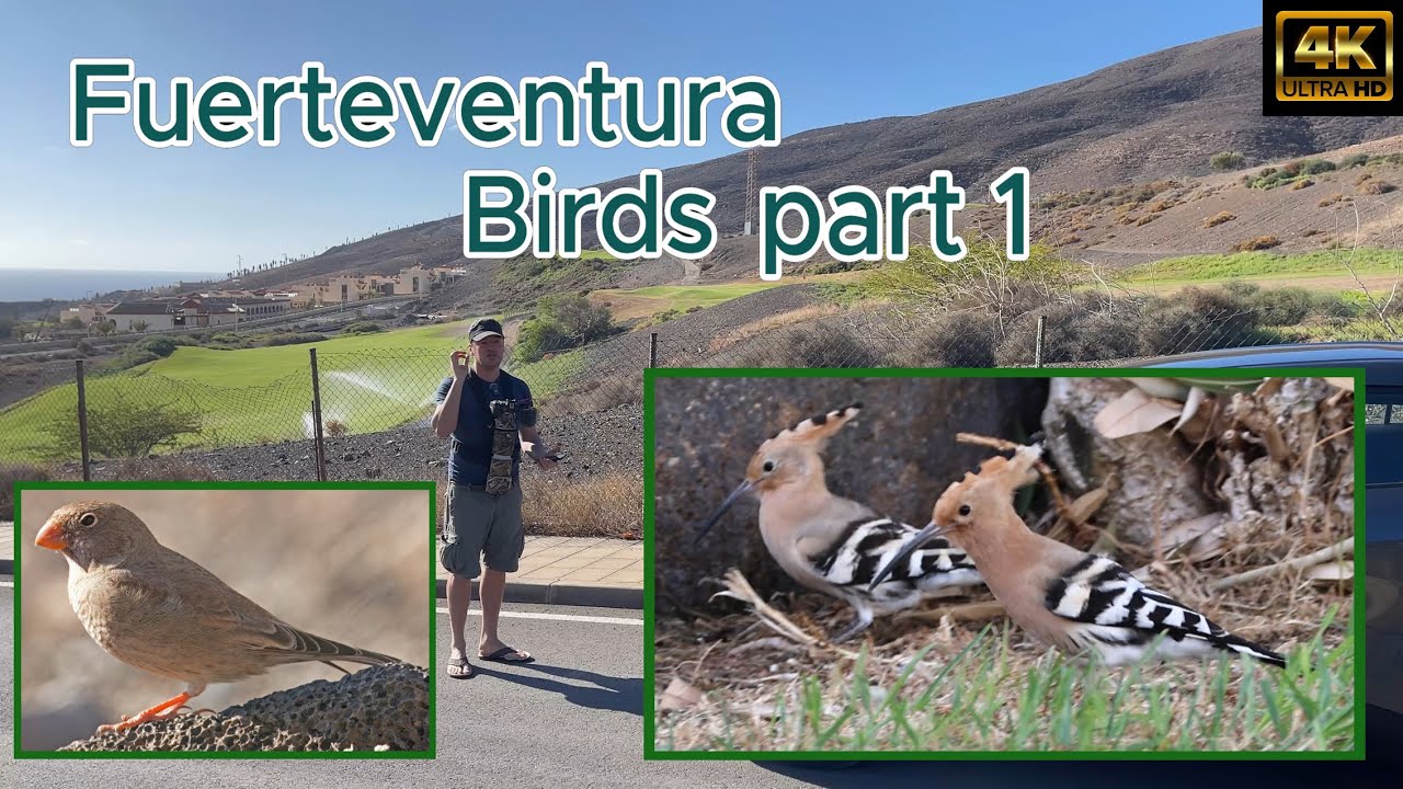 Fuerteventura Birdwatching Part 1 2025. Lesser Moorhen, Hoopoe, Canon R7 & RF 200-800mm lens. 4K