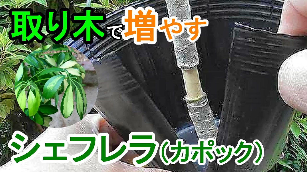 シェフレラ（カポック）の取り木　環状剥皮法
