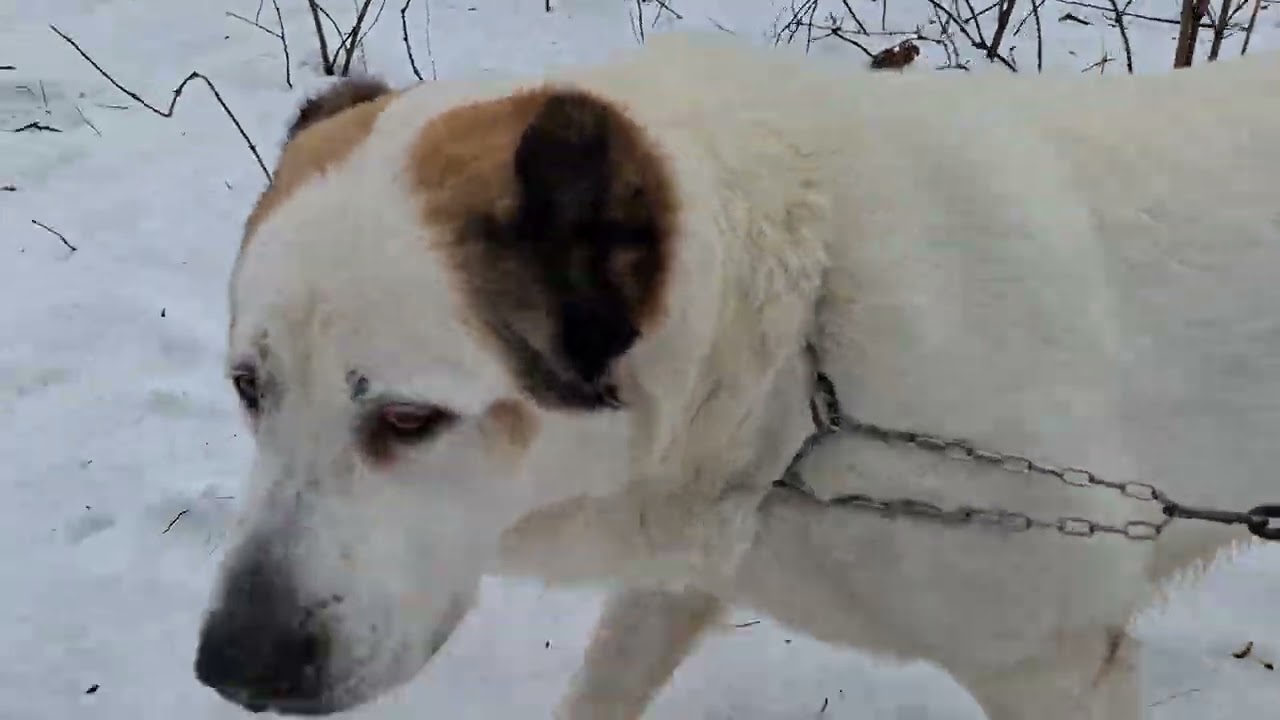 13.02.26 алабай Булат снова в лесу 