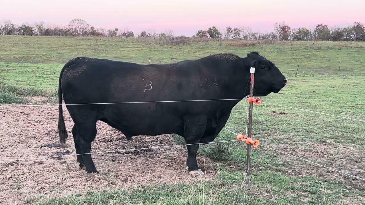 Angus bull wants pretty cows