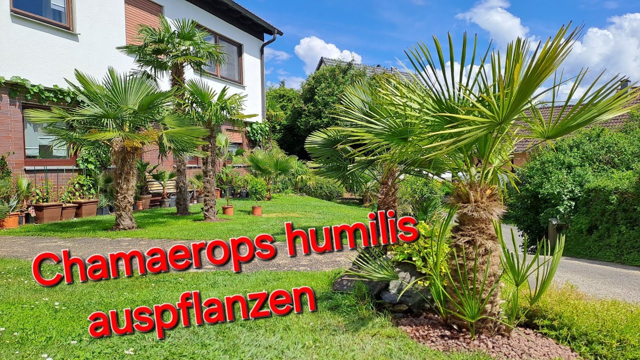 Chamaerops humilis 🌴 auspflanzen, Blüte der männlichen Hanfpalme, Trachycarpus fortunei wagnerianus