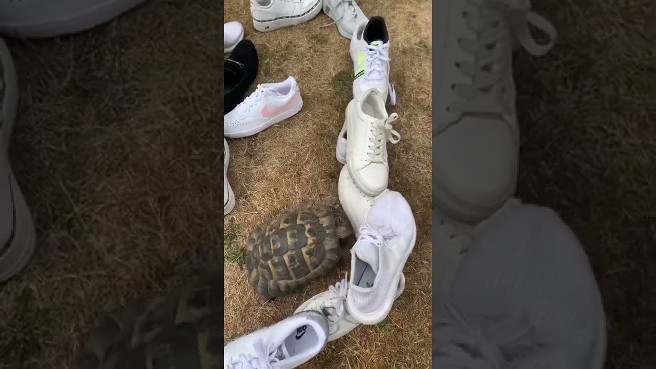 Tommy V. White shoe Maze