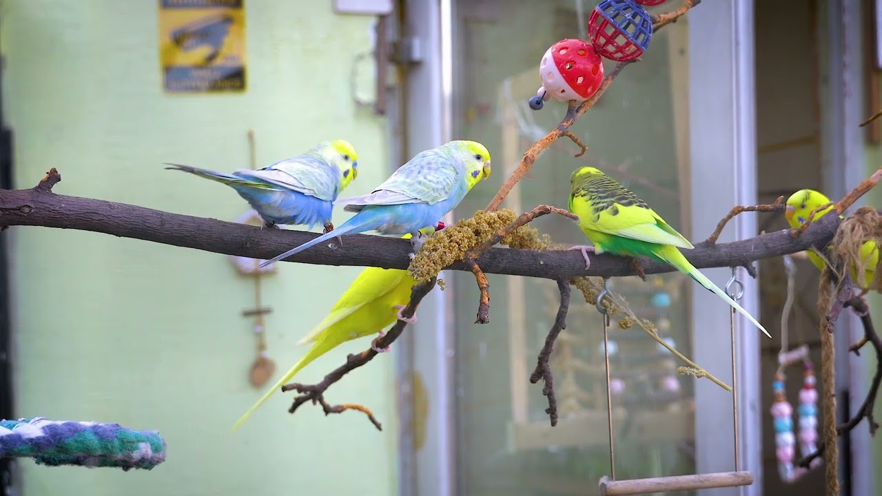 1 Hour of Budgies Eating Broccoli in the aviary