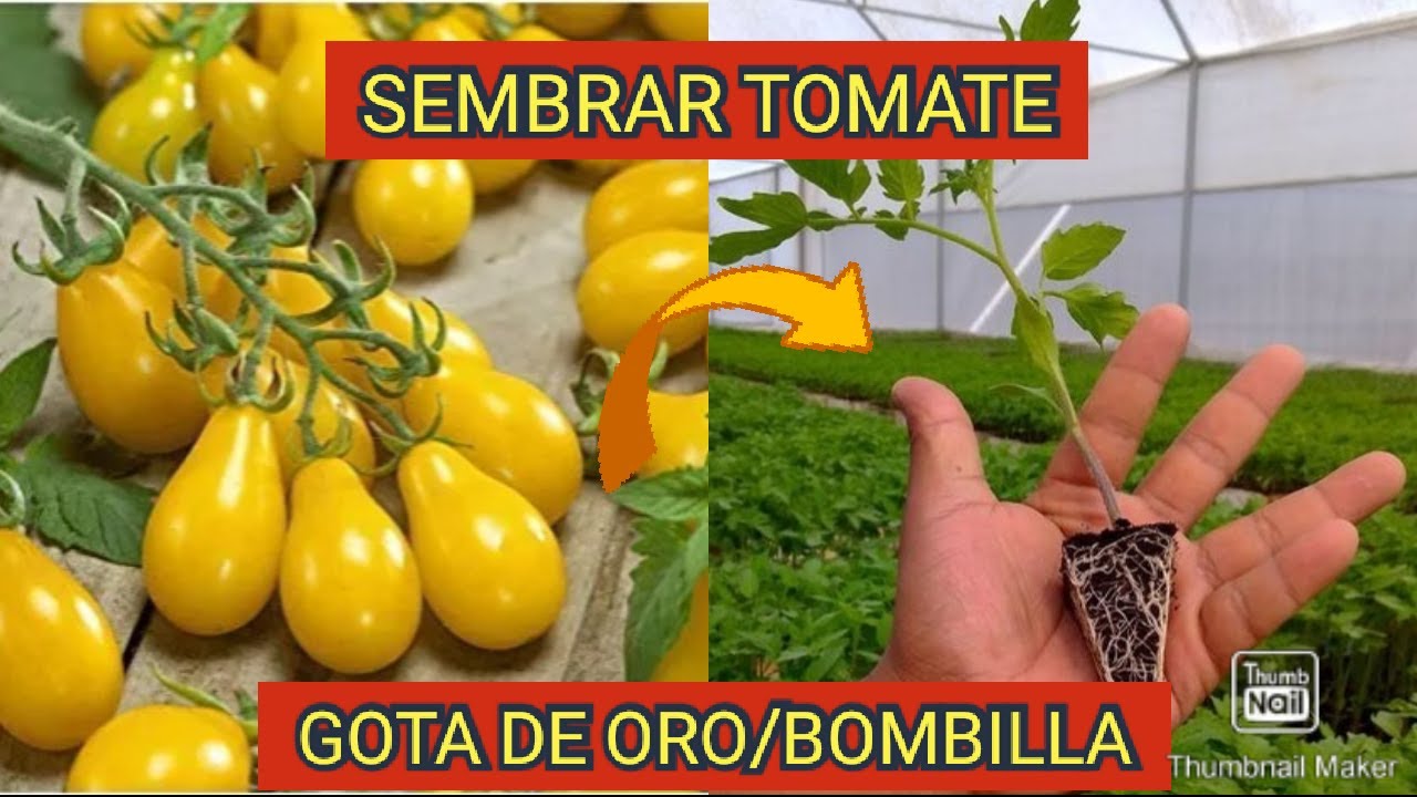 ¿LO CONOCÍAS?  Tomate GOTA DE ORO en tu CASA. Su siembra PASO a PASO 100% Eficaz