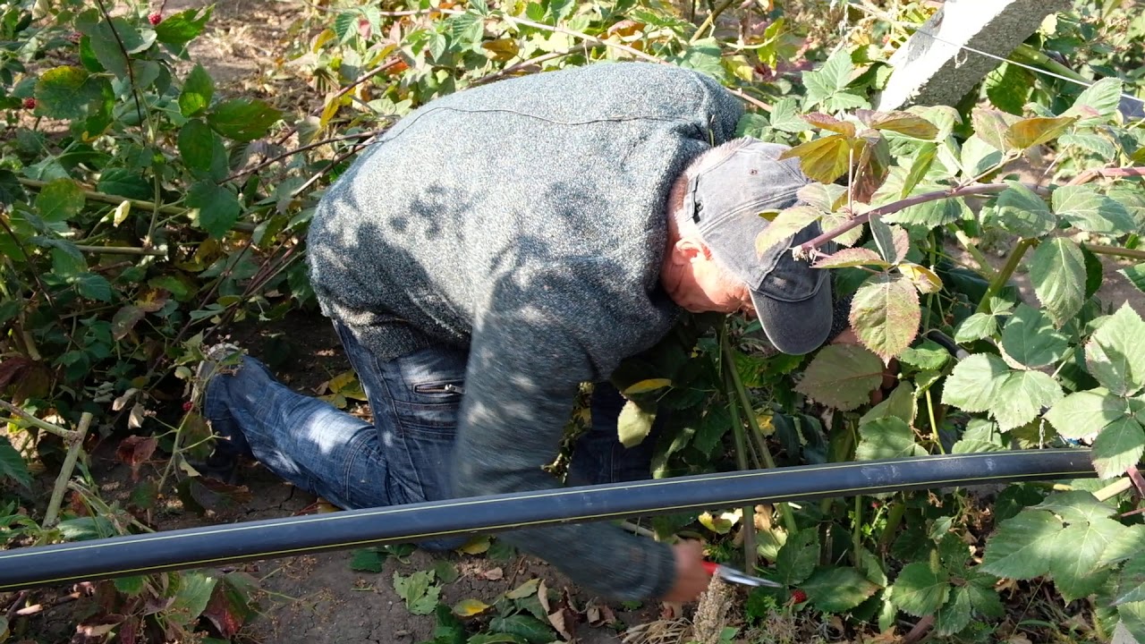 Tăieri la mur