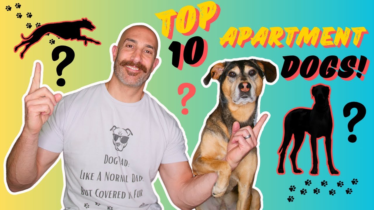 10 BEST Dog Breeds 🐕&zwj;🦺 for Apartment Living 🏠 & Small Spaces