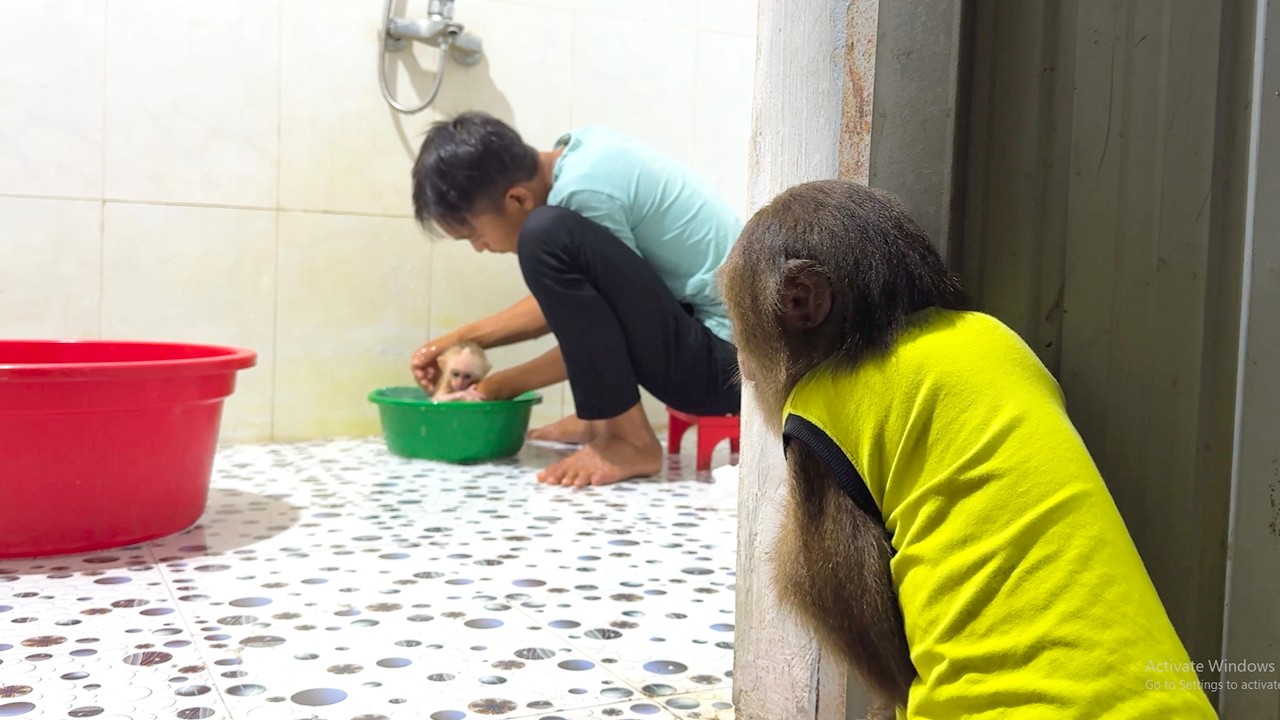 Too Funny! CUTIS’ Hilarious Reaction When Dad Only Bathes Baby Monkey
