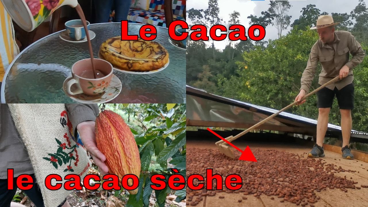 d'où vient le chocolat// Je visites une forêt à cacao