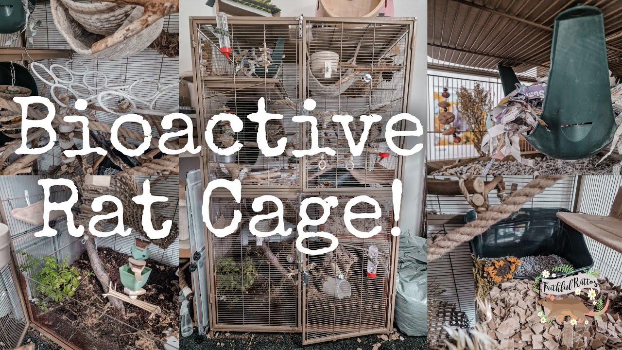 Bioactive Rat Cage!🐀🌱 | cleaning and tour