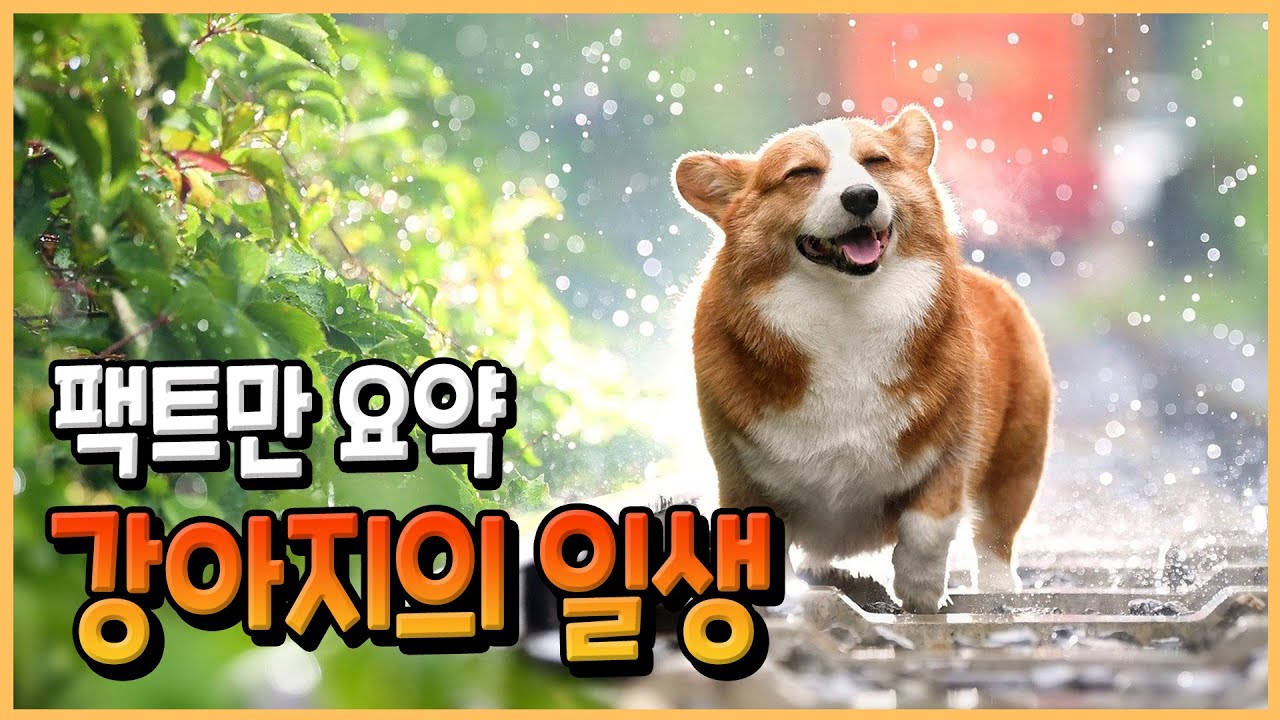강아지 생애주기별 성장과정. 강아지의 일생
