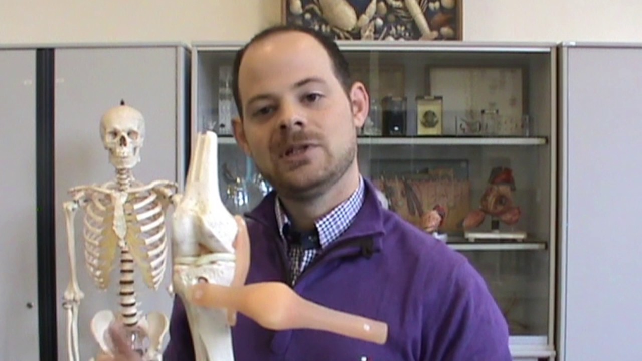 Biologie van Tim - Beenverbindingen