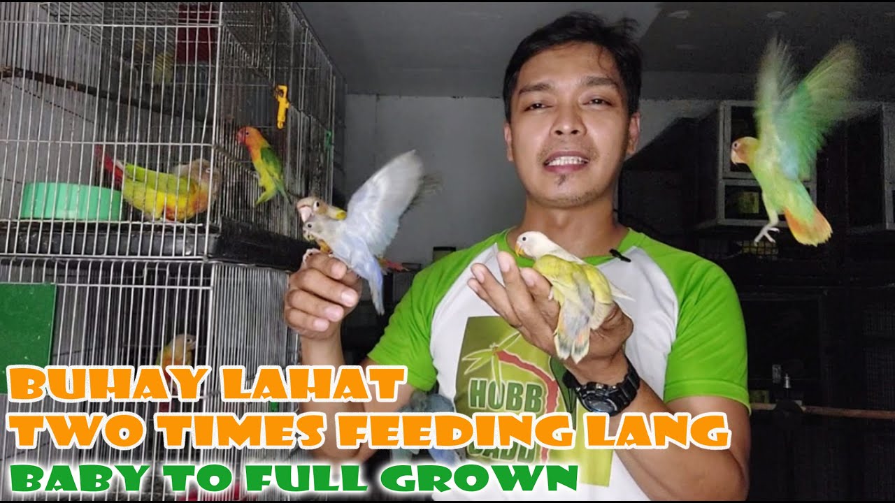 MABUBUHAY BA ANG HANDFEED BIRD SA TWO TIMES FEEDING LANG?