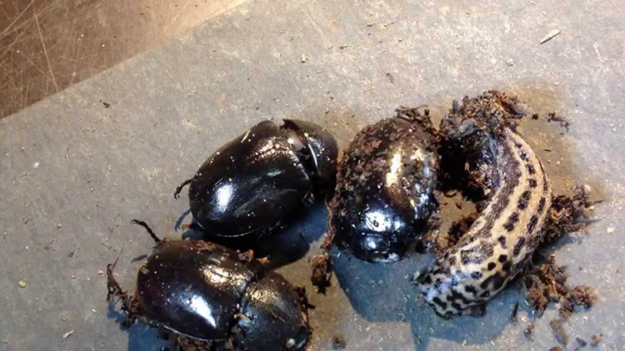 Xylotrupes gideon sumatrensis - Suche nach Larven
