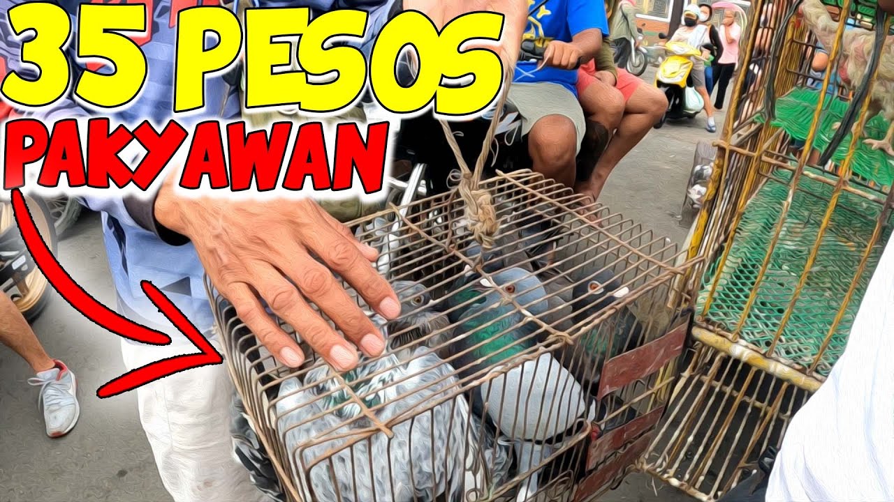 🔴Murang Bentahan ng Racing Pigeon sa San Carlos City Market🔥