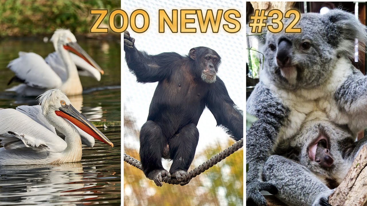 Oktober 2025: Menschenaffenwald in Krefeld und Ausbreitung der Vogelgrippe | Zoo News #32