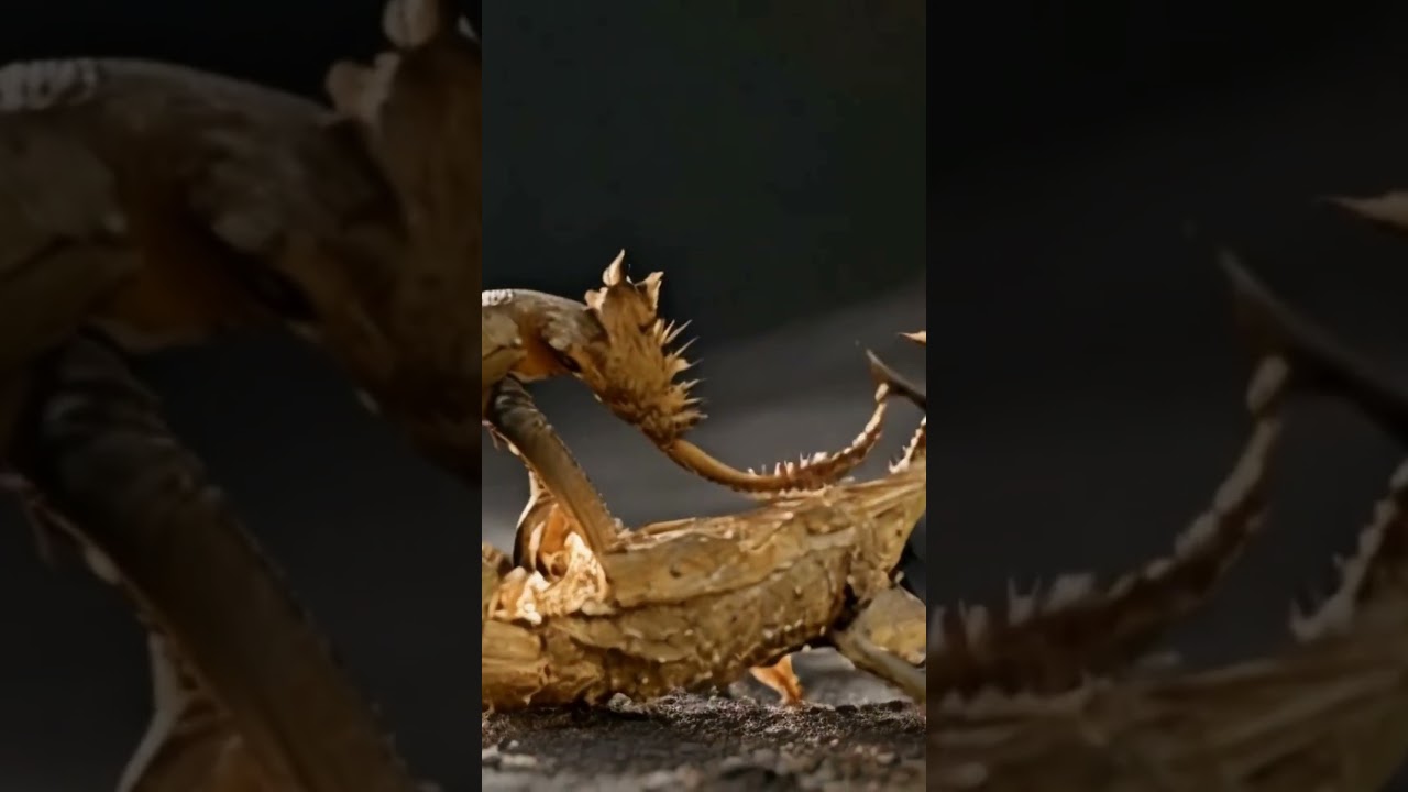 The Astonishing Thorny Devil Stick Insect's Unique Defense Mechanism