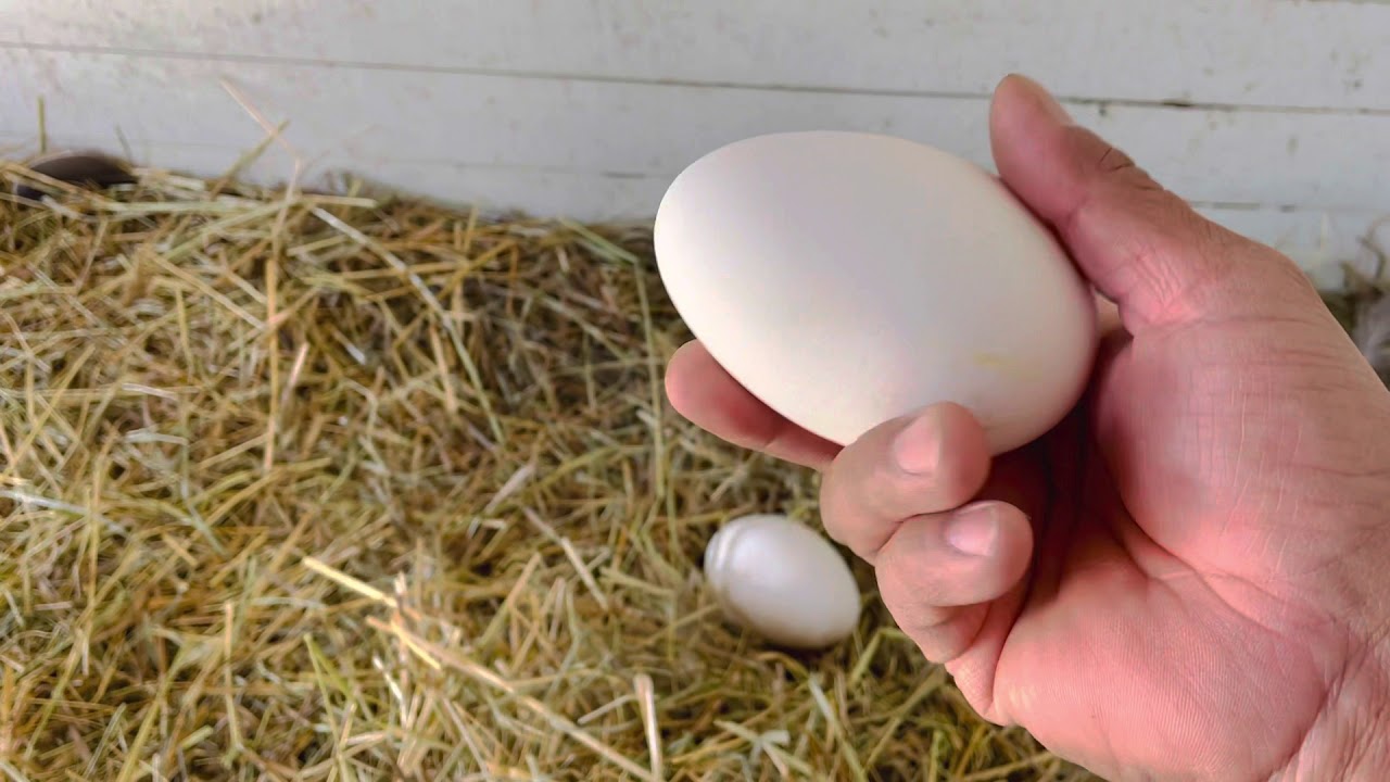 La primavera se acerca y los gansos empiezan a poner sus huevos