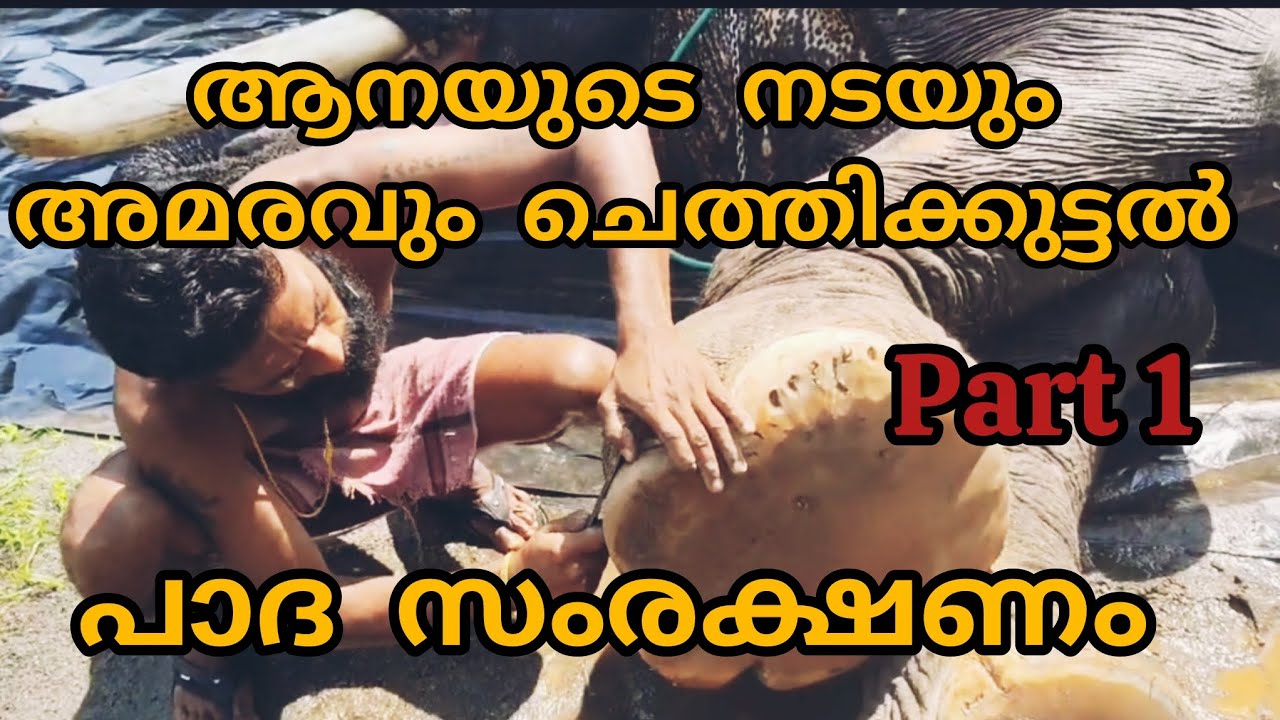 ആനയുടെ നടയും അമരവും ചെത്തിക്കുട്ടൽ 🐘കുറച്ചു വാർത്തമാനങ്ങളും 😃/elephant latest video/#aana #elephant 