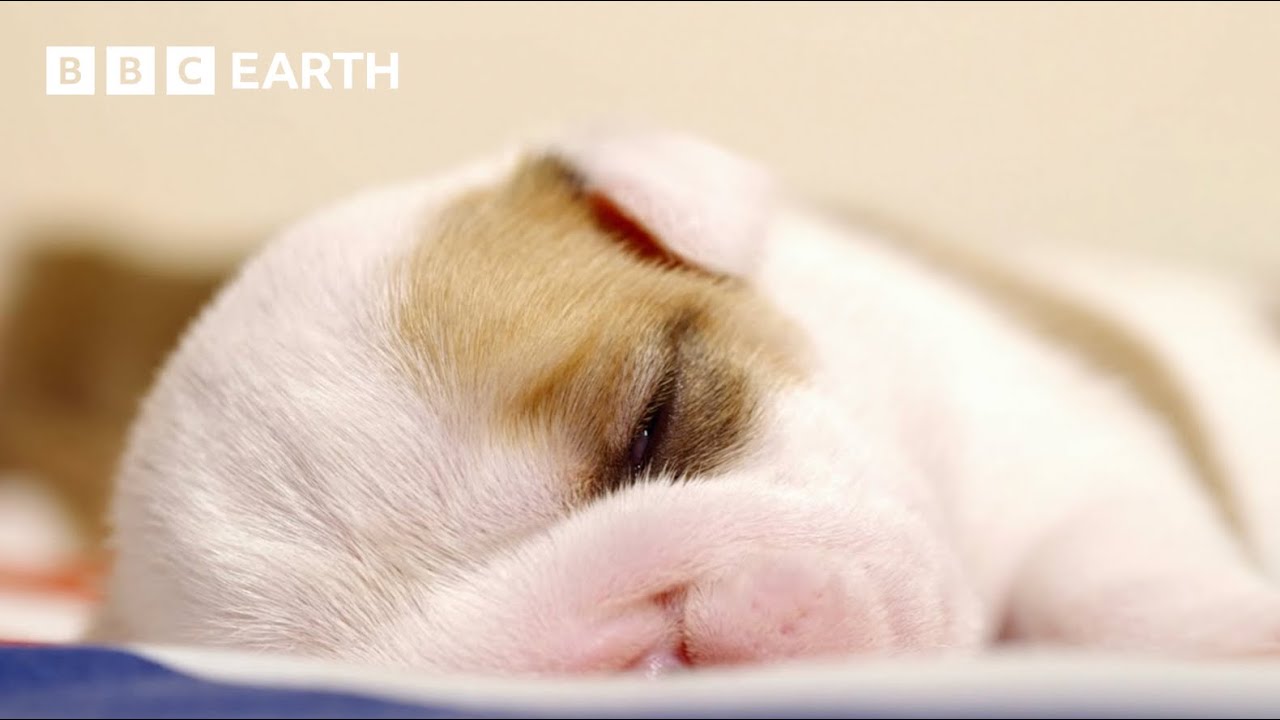 Newborn Puppies Snuggle Up To Mum | Wonderful World of Puppies | BBC Earth Kids