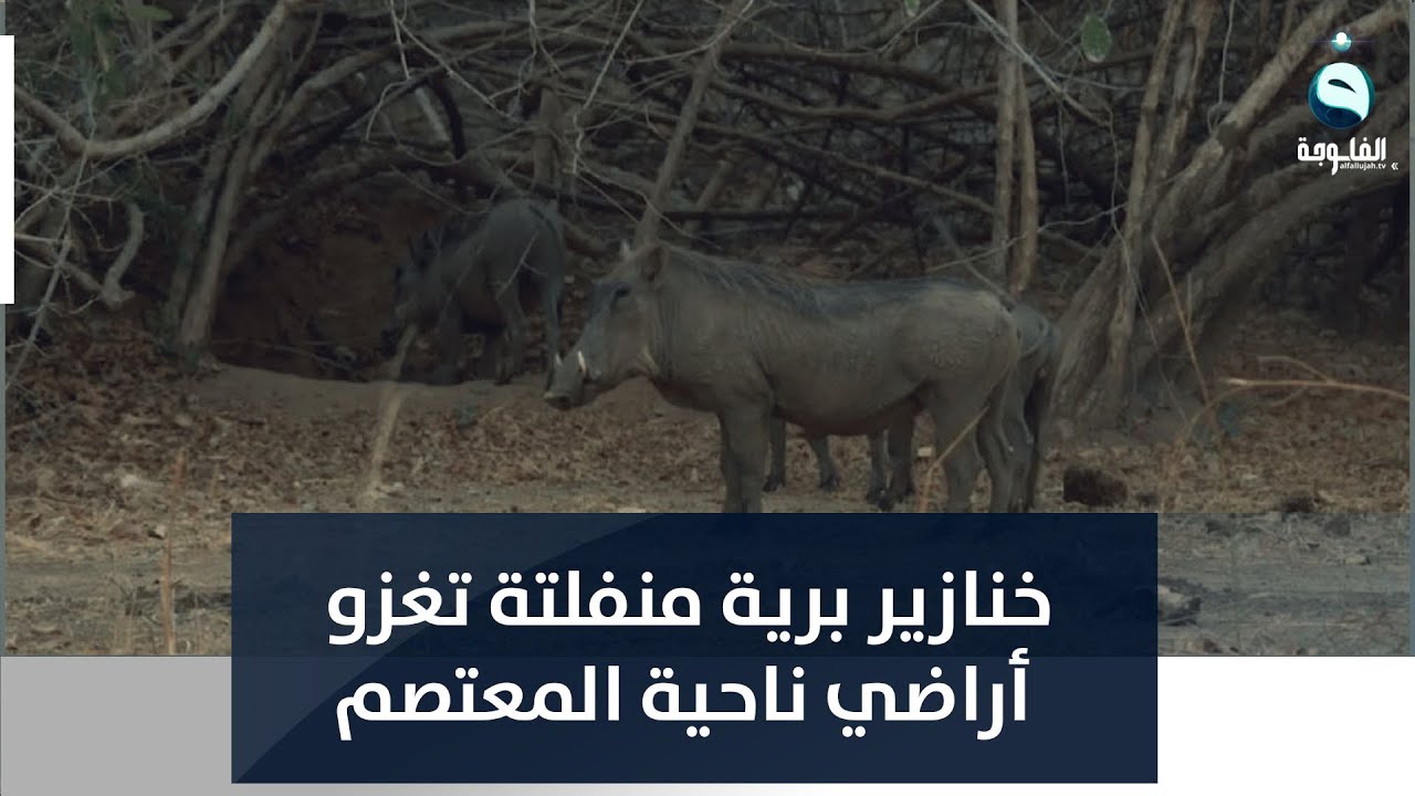خنازير برية منفلتة تغزو أراضي ناحية المعتصم وتتسبب بتراجع الزراعة | تقرير: براء كنعان.