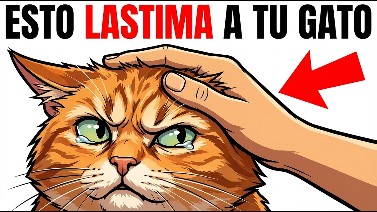 5 Errores Que Están Lastimando A Tu Gato Sin Que Lo Sepas