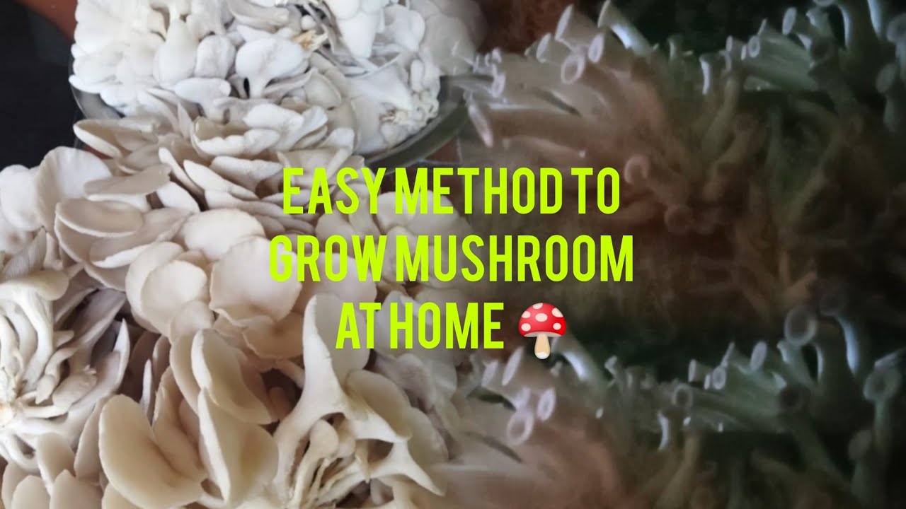 How to grow #mushroom at home 🍄🍄