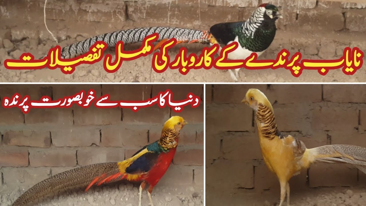Surkhab farming in Pakistan 2023|Pheasant Farming in Pakistan
