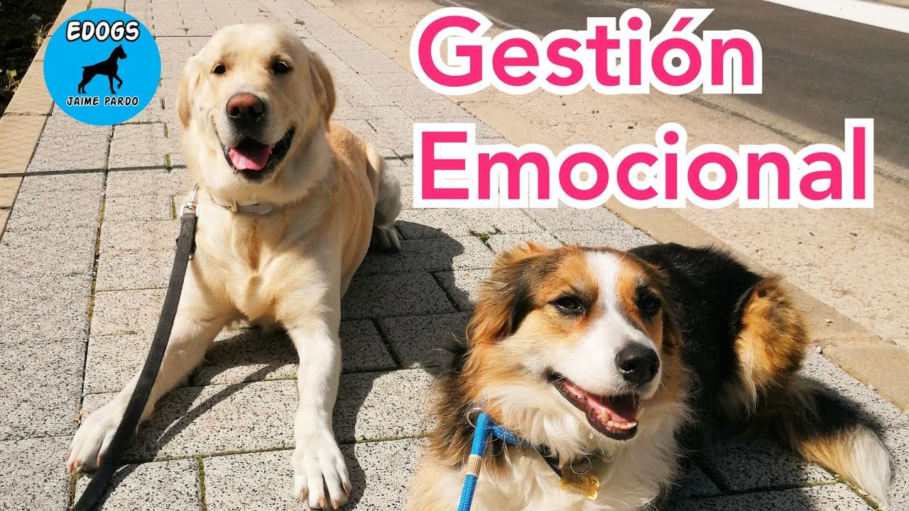 GESTI&Oacute;N EMOCIONAL DE TU PERRO