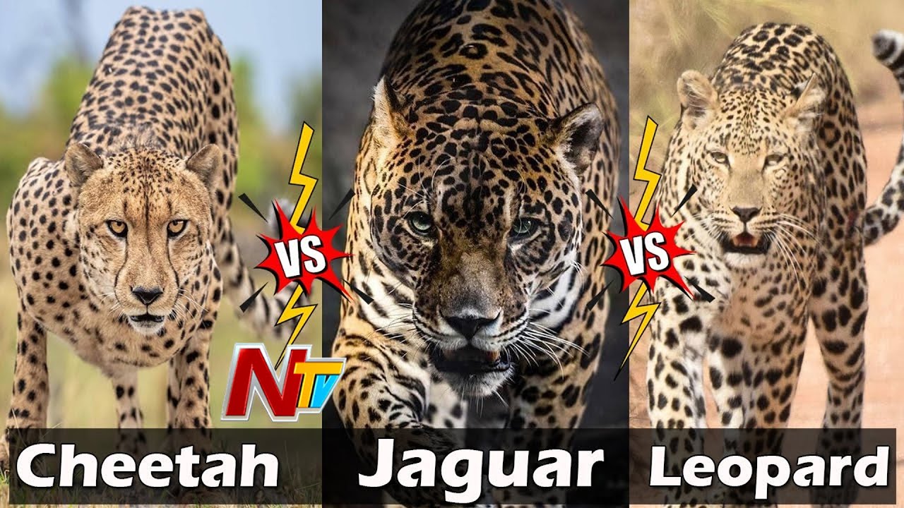చీతా, చిరుత మధ్య తేడాలు ఏంటో తెలుసా..? | Cheetah Vs Leopard | Ntv