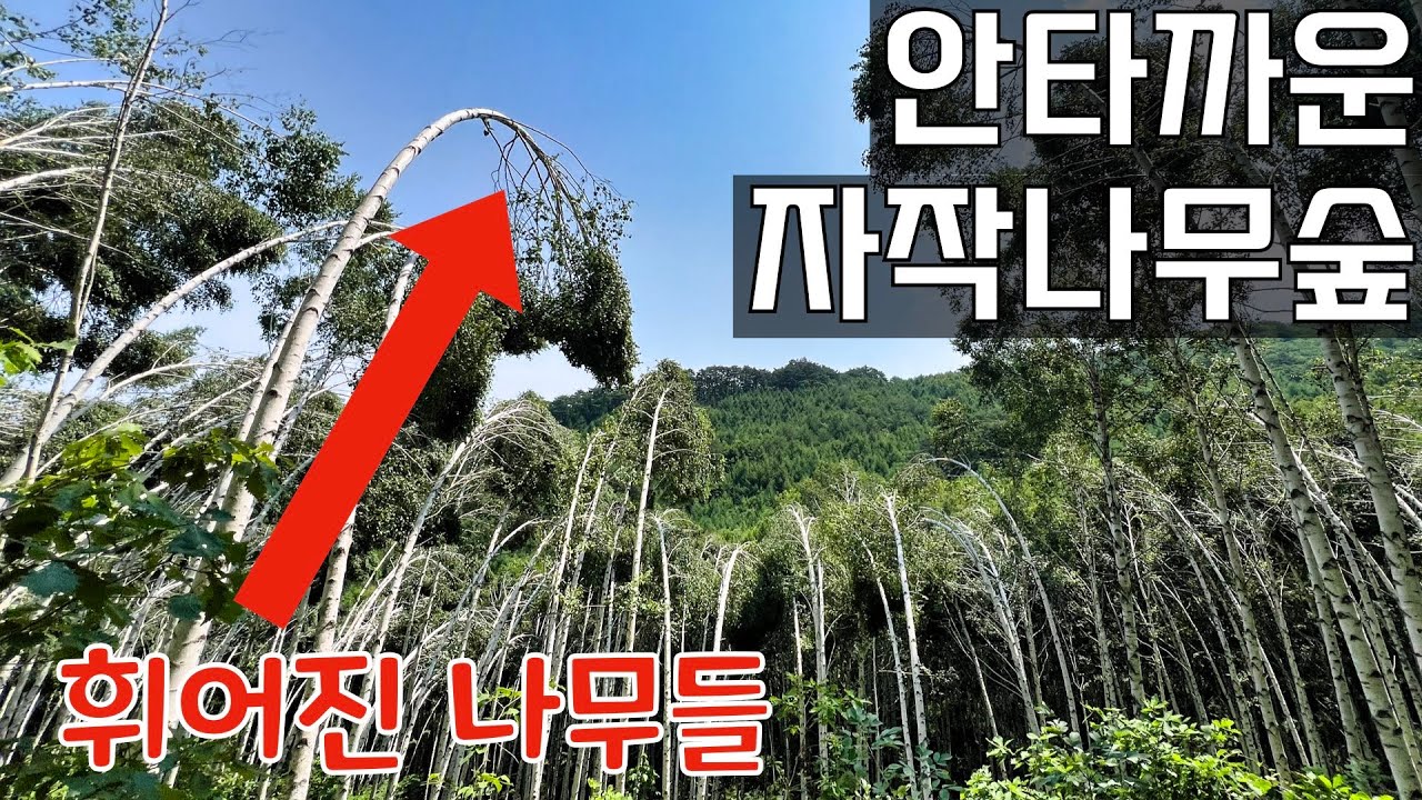 걷기좋은 명품 숲길 1위 인제 원대리 자작나무숲 + 고향집 두부먹방