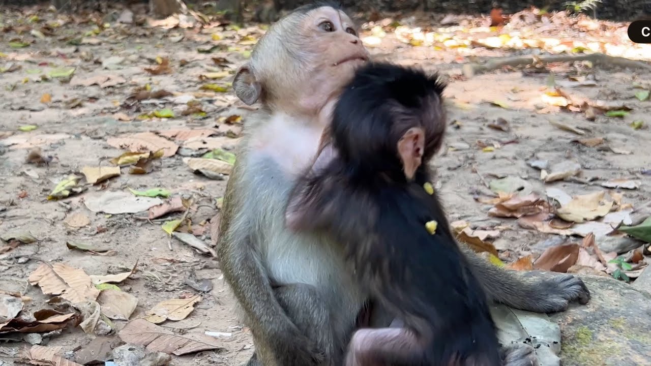 The most incredible story! Monkey AMELIA Hugs Cute Tiny Baby Sis Amina Sweetly @LaBuBuMonkeysTV855 
