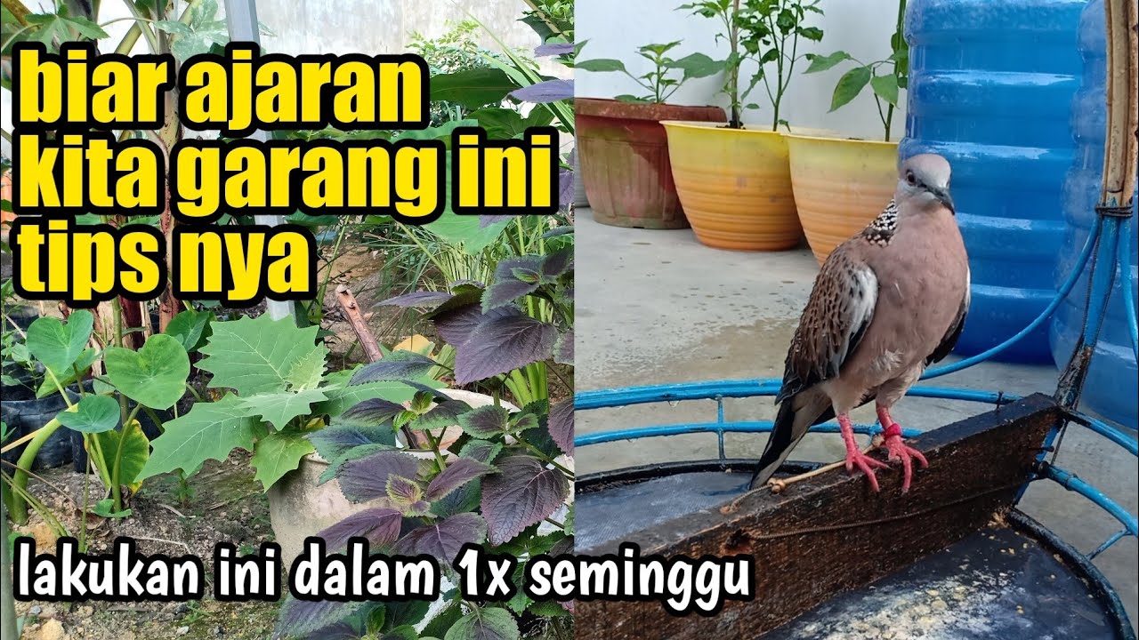 cara membuat burung tekukur ajaran menjadi gacor dan garang SIMPLE