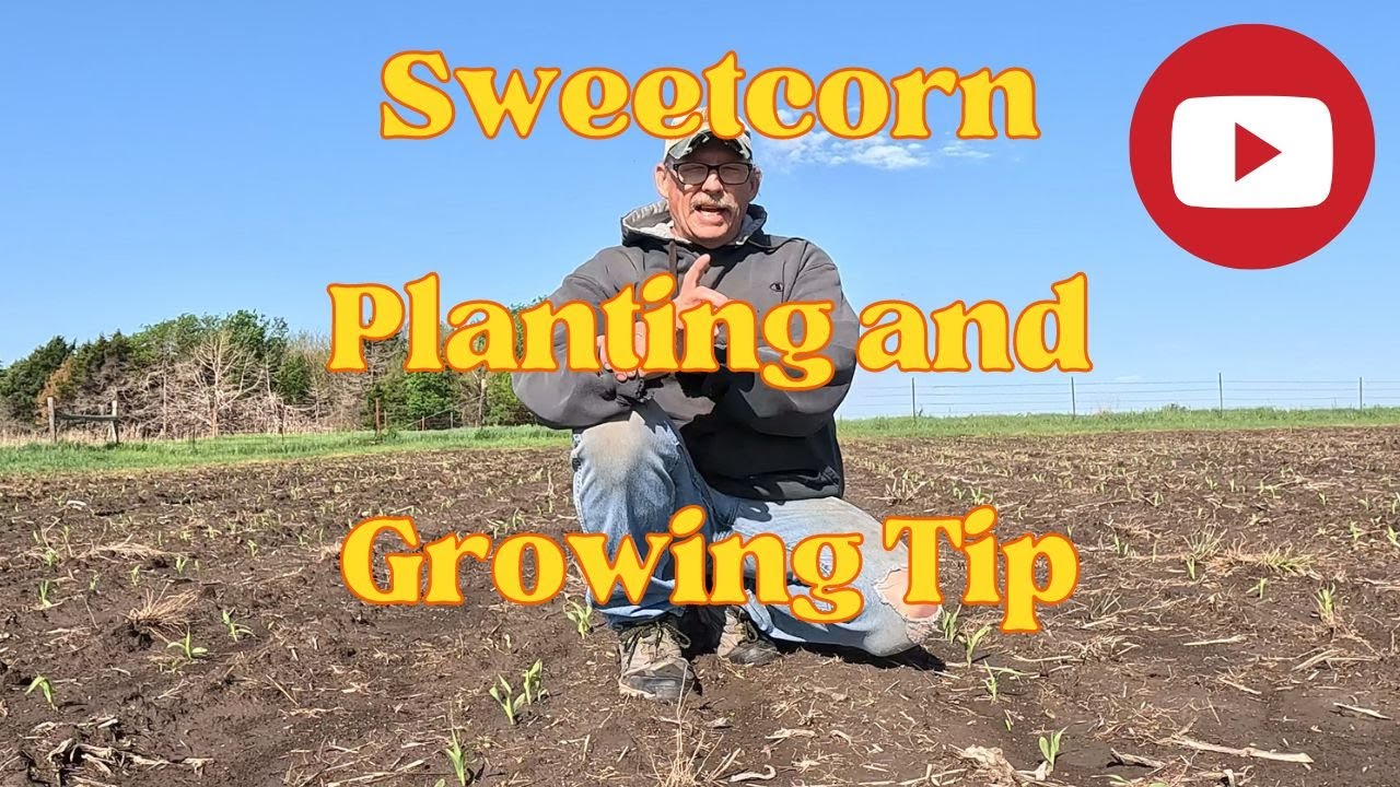 Sweetcorn Growing And Planting Tip