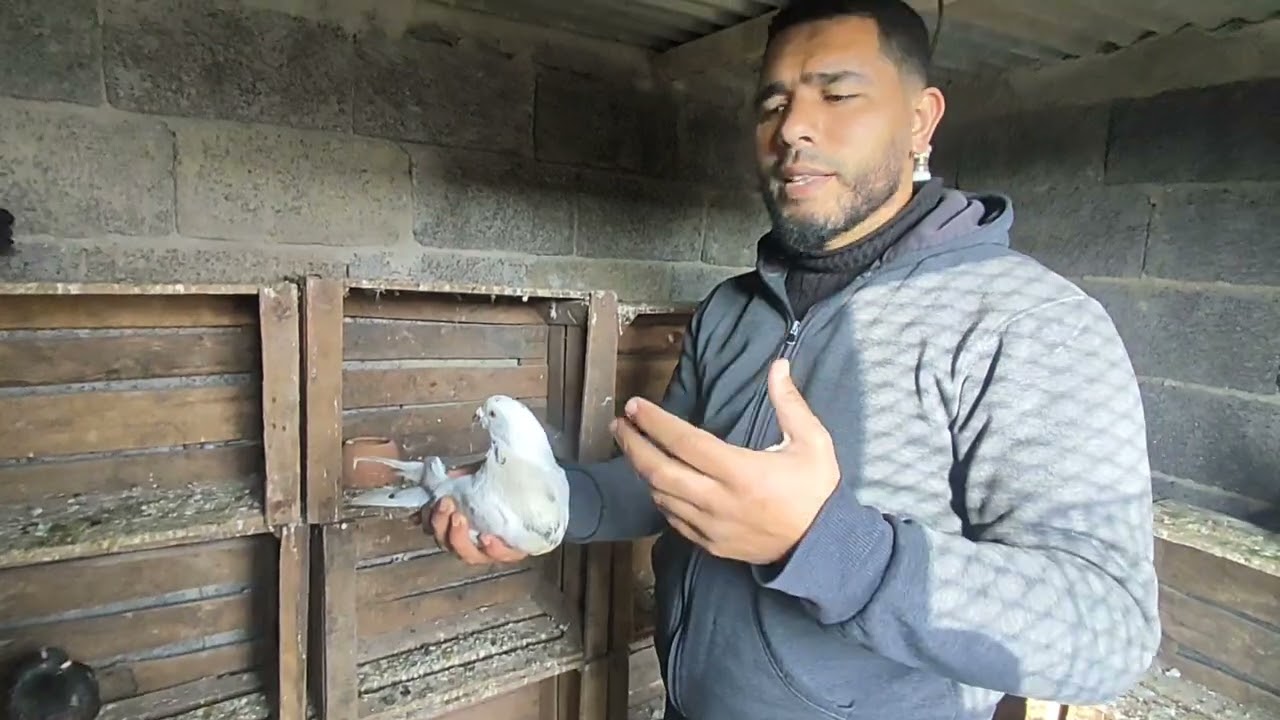 توليعة خفيفة فالحمام 🕊️🕊️💫