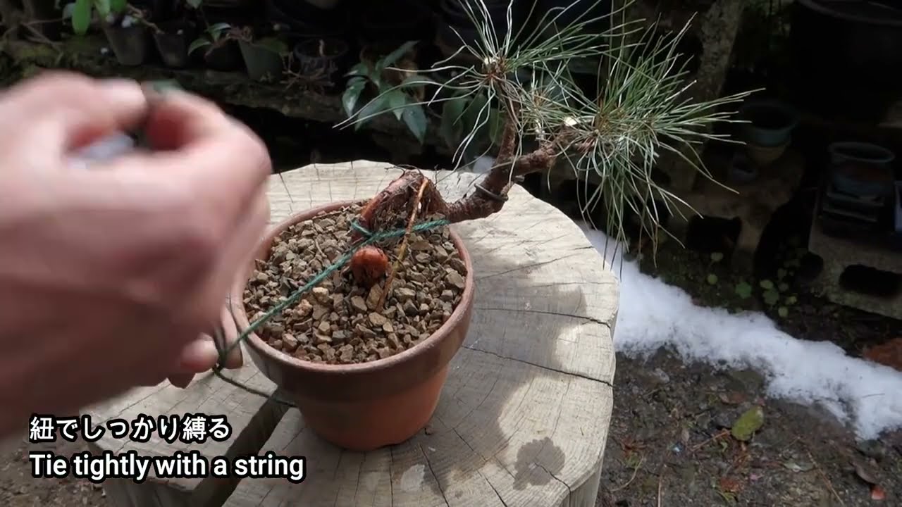 BONSAI | Planting mountain-picked red pine/Kengai