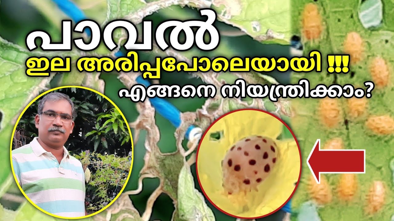ആമ വണ്ടുകളെ നിയന്ത്രിക്കാൻ |Best Organic Pesticide |Epilachna Beetle | നല്ല ഒരു ജൈവ കീടനാശിനി