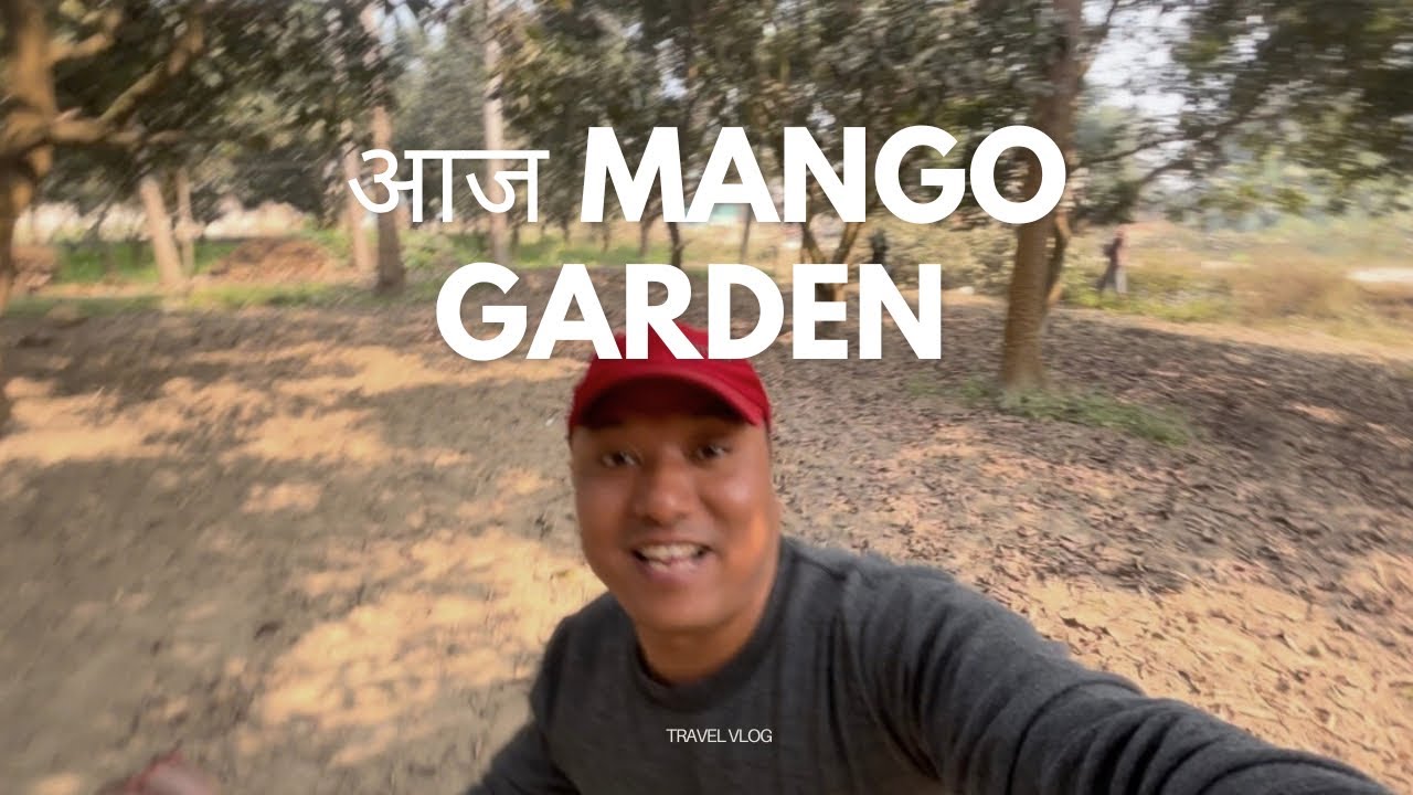 AAJ MANGO 🥭 GARDEN MA / @dineshyonjan0 