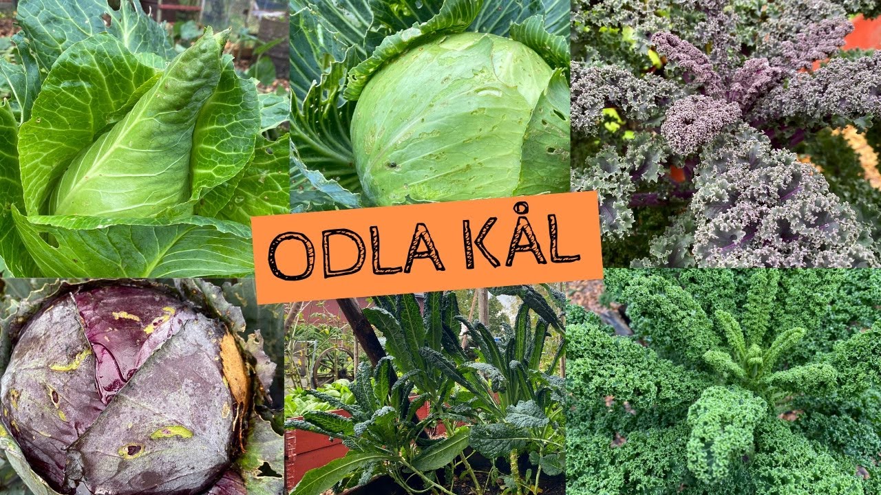 Hur mycket plats tar kål och kan man samodla? Olika sorters kål i oktober. Odlingsvärd kål?