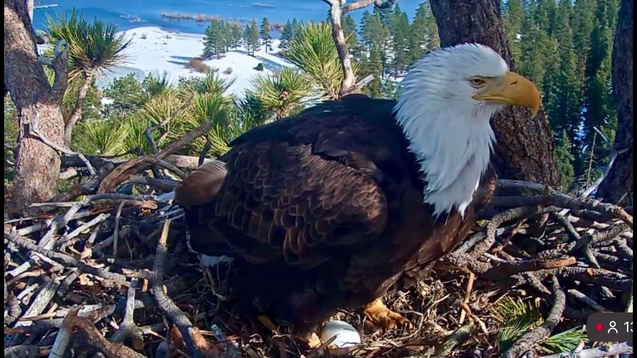 Jackie & Shadow- Big Bear Eagle Nest❤️02/24/26