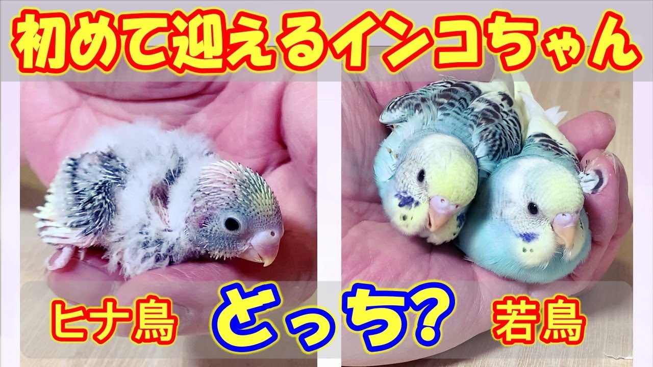 どちらをお迎えしたら良いのでしょうか?