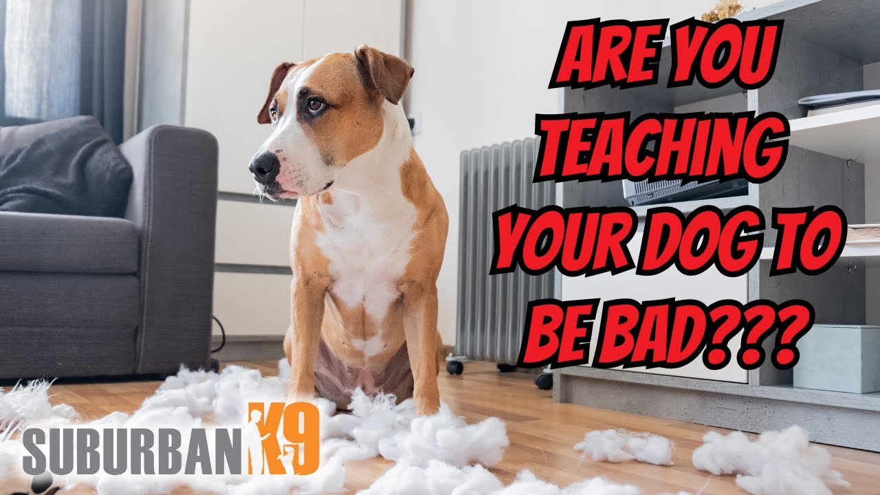 Classical Conditioning in Dog Training - Don't Teach Your Dog The Wrong Thing