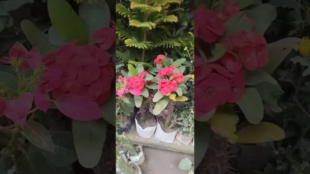 গোলাপ ফুলের সবাহার 