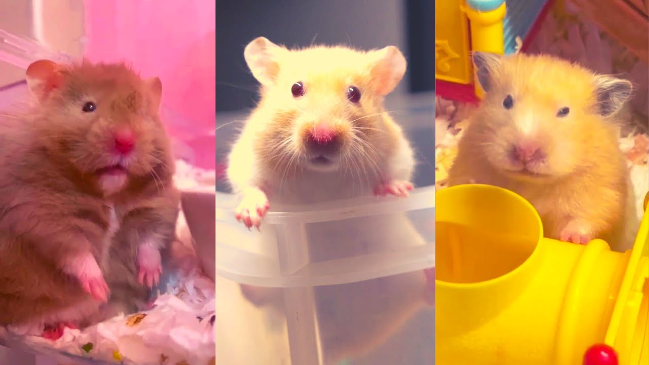 Funny and Cute Hamster Compilation - Funniest Hamsters Of All Time 2022 - #11
