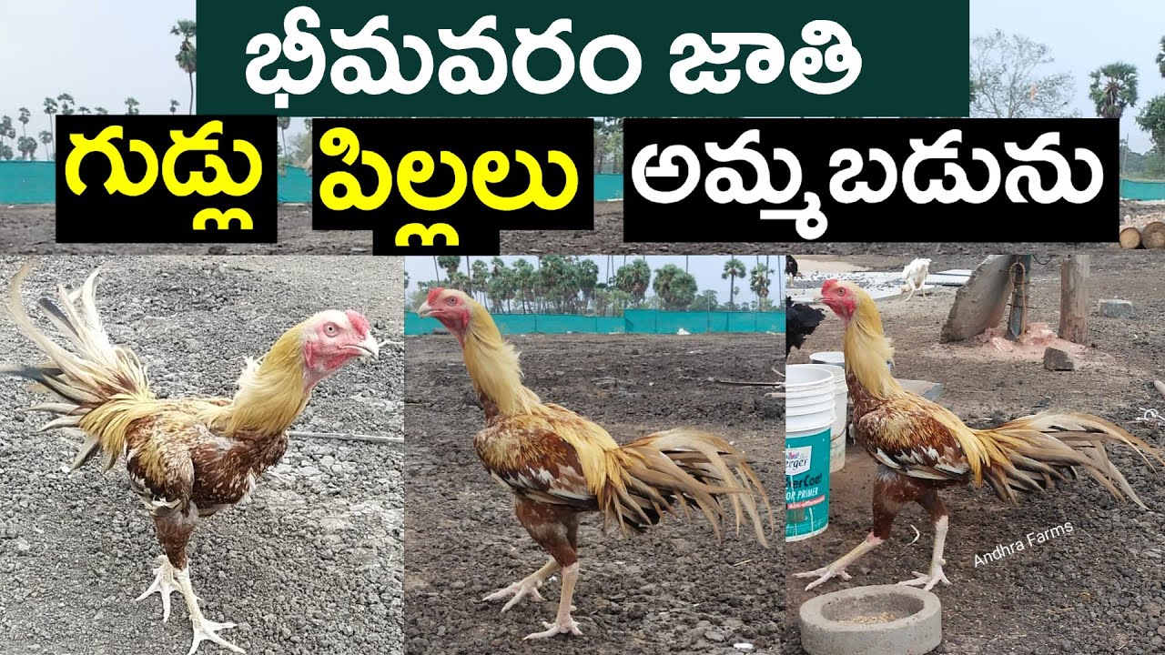 భీమవరం జాతి గుడ్లు, పిల్లలు అమ్మబడును #bhimavaramjathikollu #andhrafarms