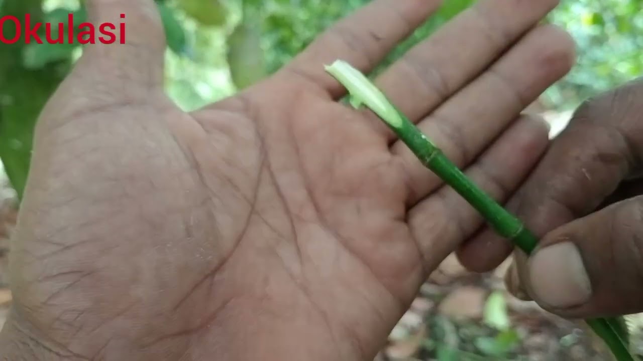 CARA SAMBUNG PUCUK POKOK CEMPEDAK#TOP WORKING#TANPA  GAGAL