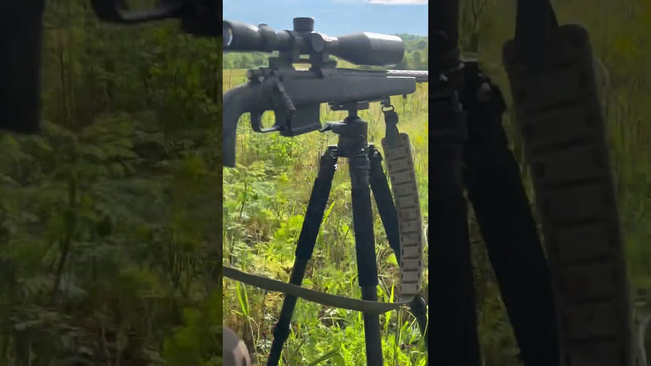 #foxpro #dog #wildlife #nature #hunting #summer #workingdog #coyote #outdoors